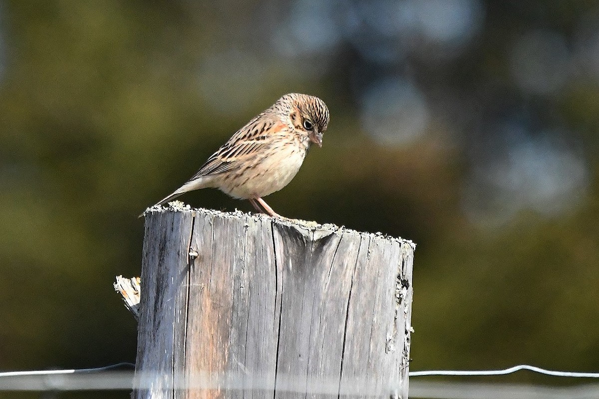 Vesper Sparrow - roger beaupre