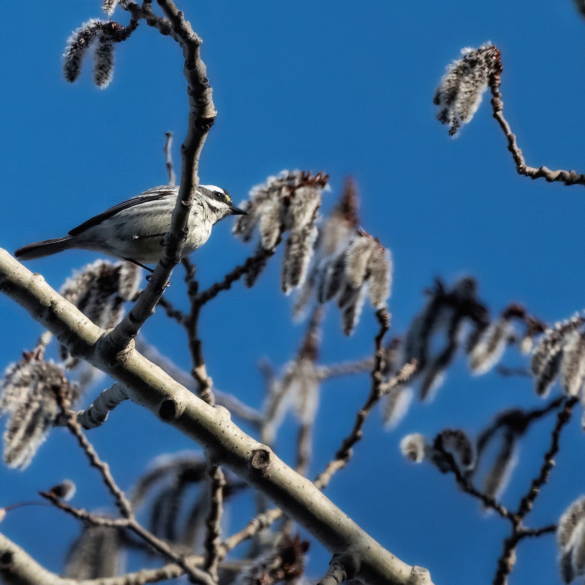 Black-throated Gray Warbler - ML618052835