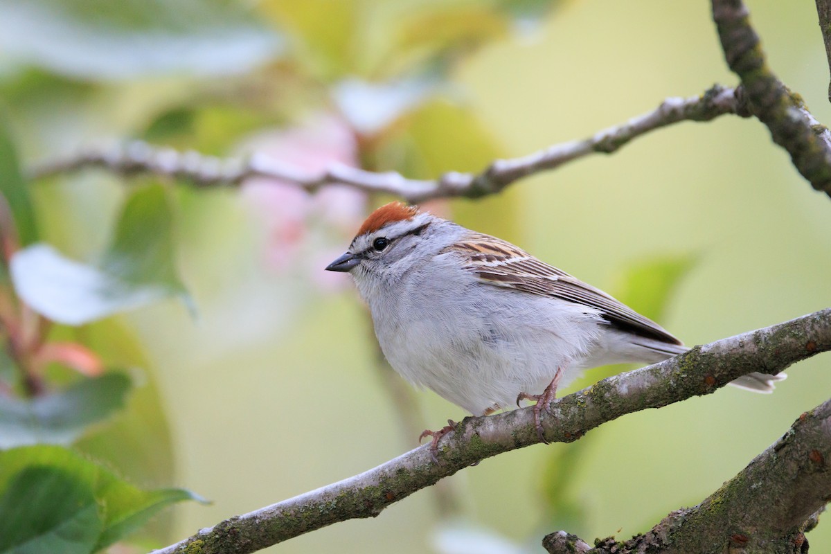 Chipping Sparrow - A Nick
