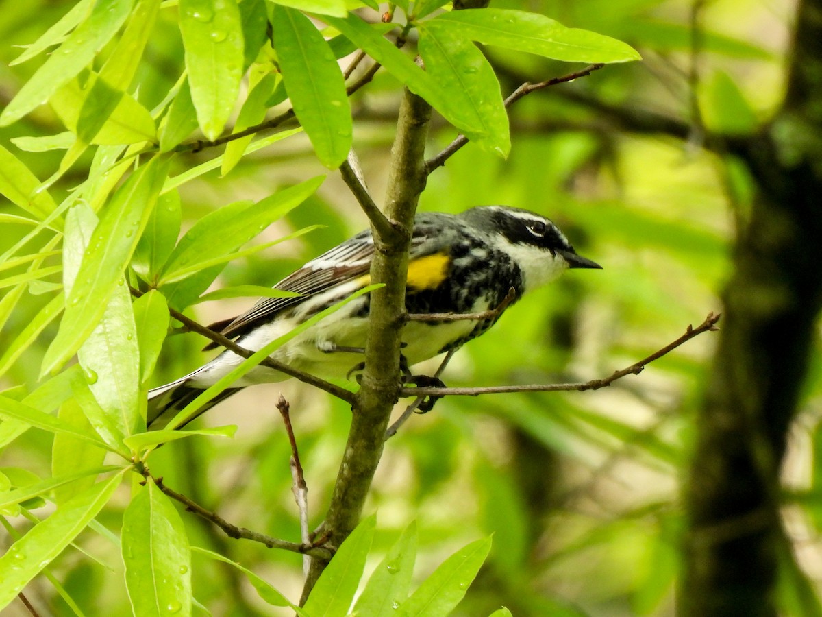 Yellow-rumped Warbler (Myrtle) - Sophie Dismukes