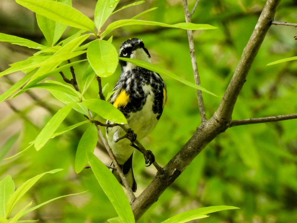 Yellow-rumped Warbler (Myrtle) - ML618052851