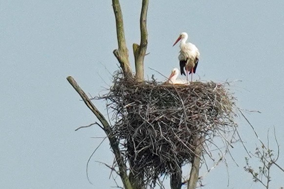 White Stork - Susan Iannucci