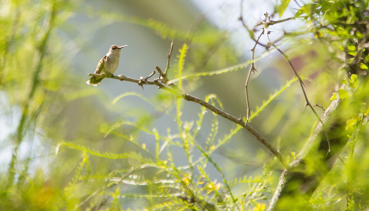 Ruby-throated Hummingbird - Nathan Tea