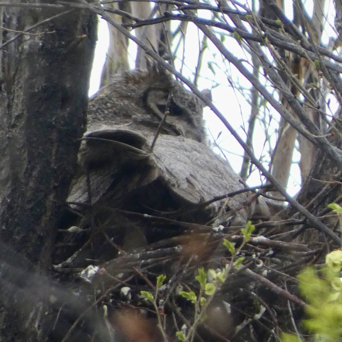Great Horned Owl - ML618052883
