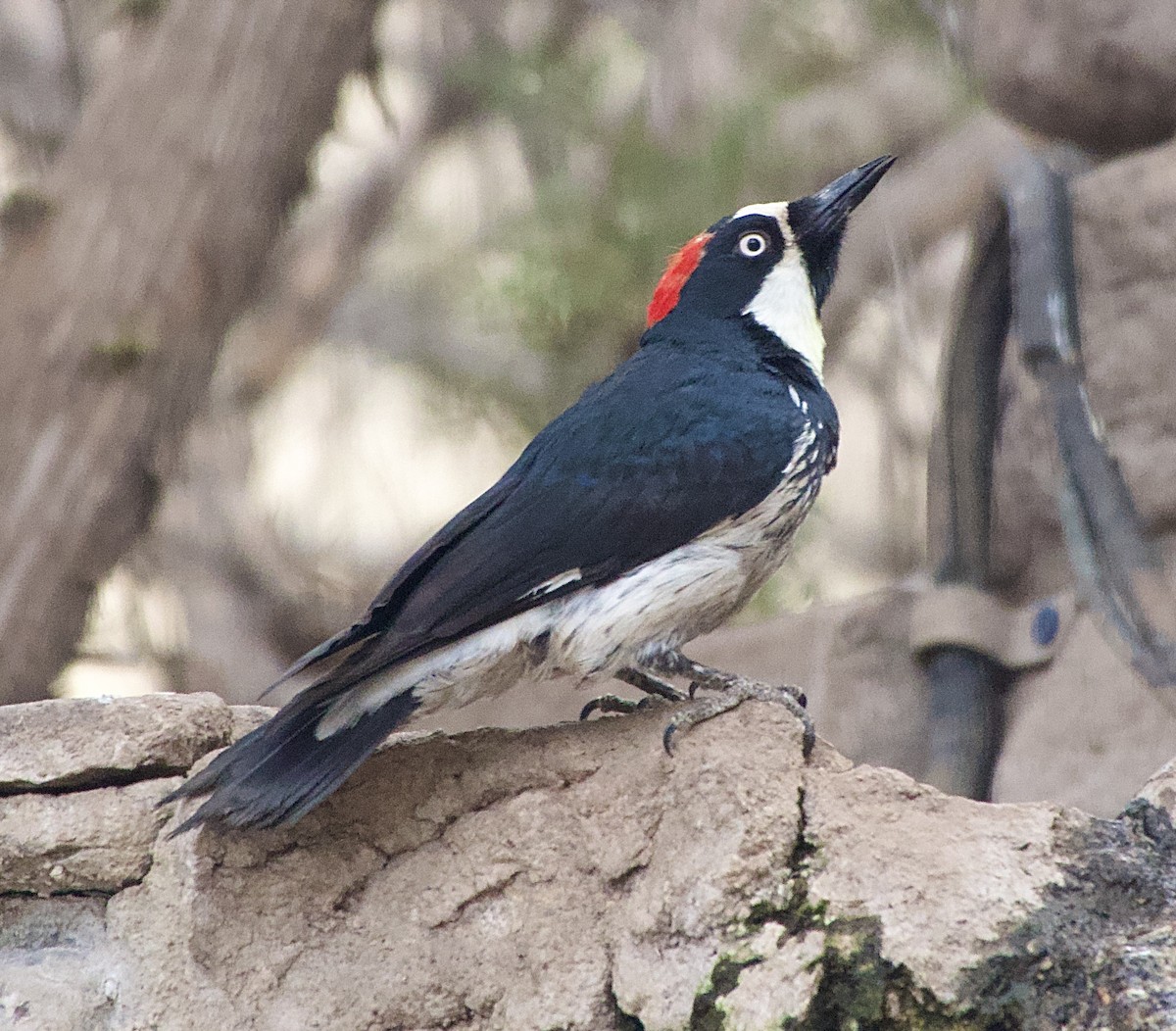 Acorn Woodpecker - ML618052922