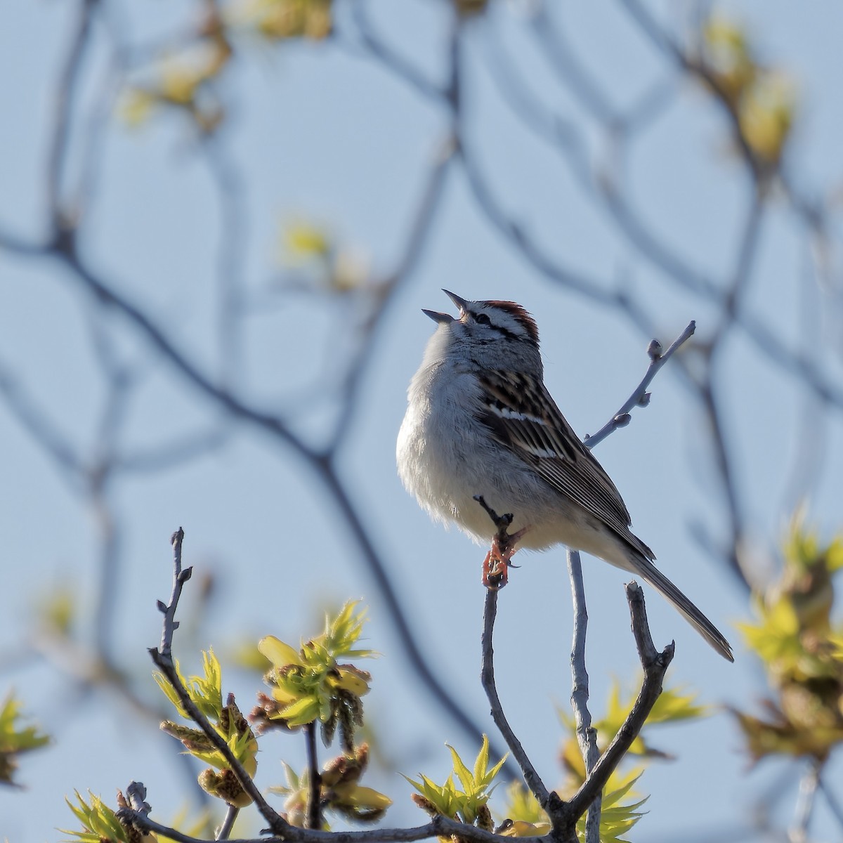 Chipping Sparrow - Derek Stoll