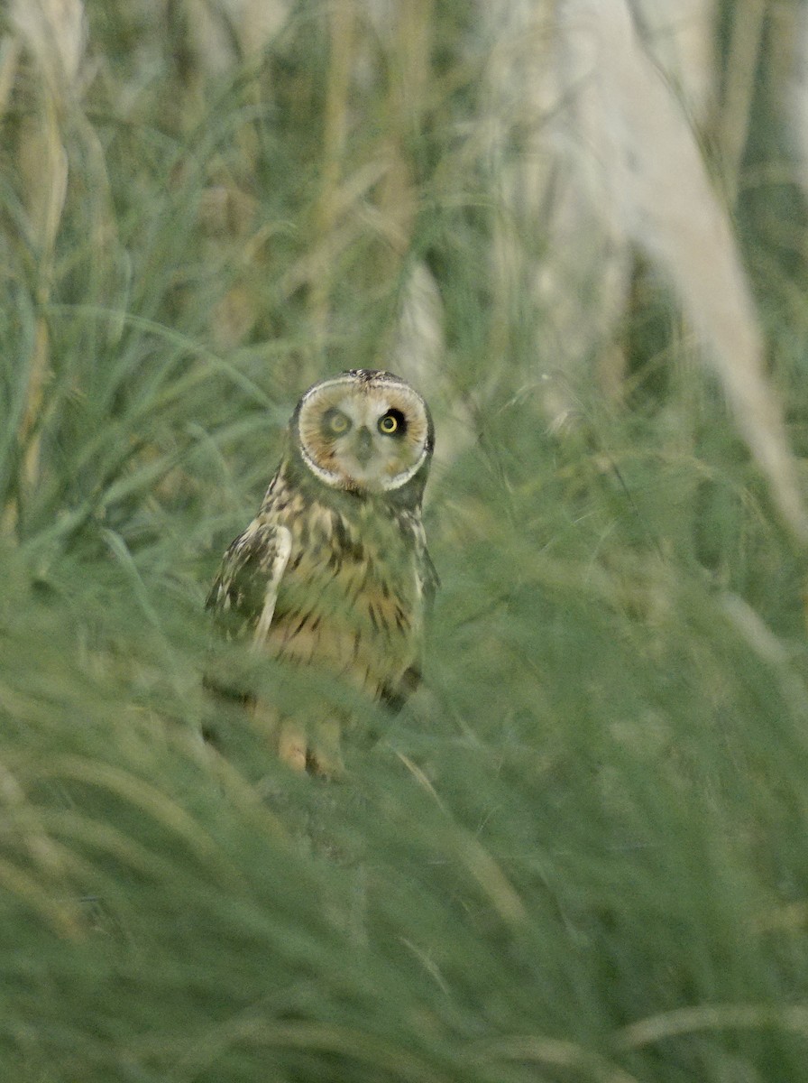 Short-eared Owl - Adrian Antunez
