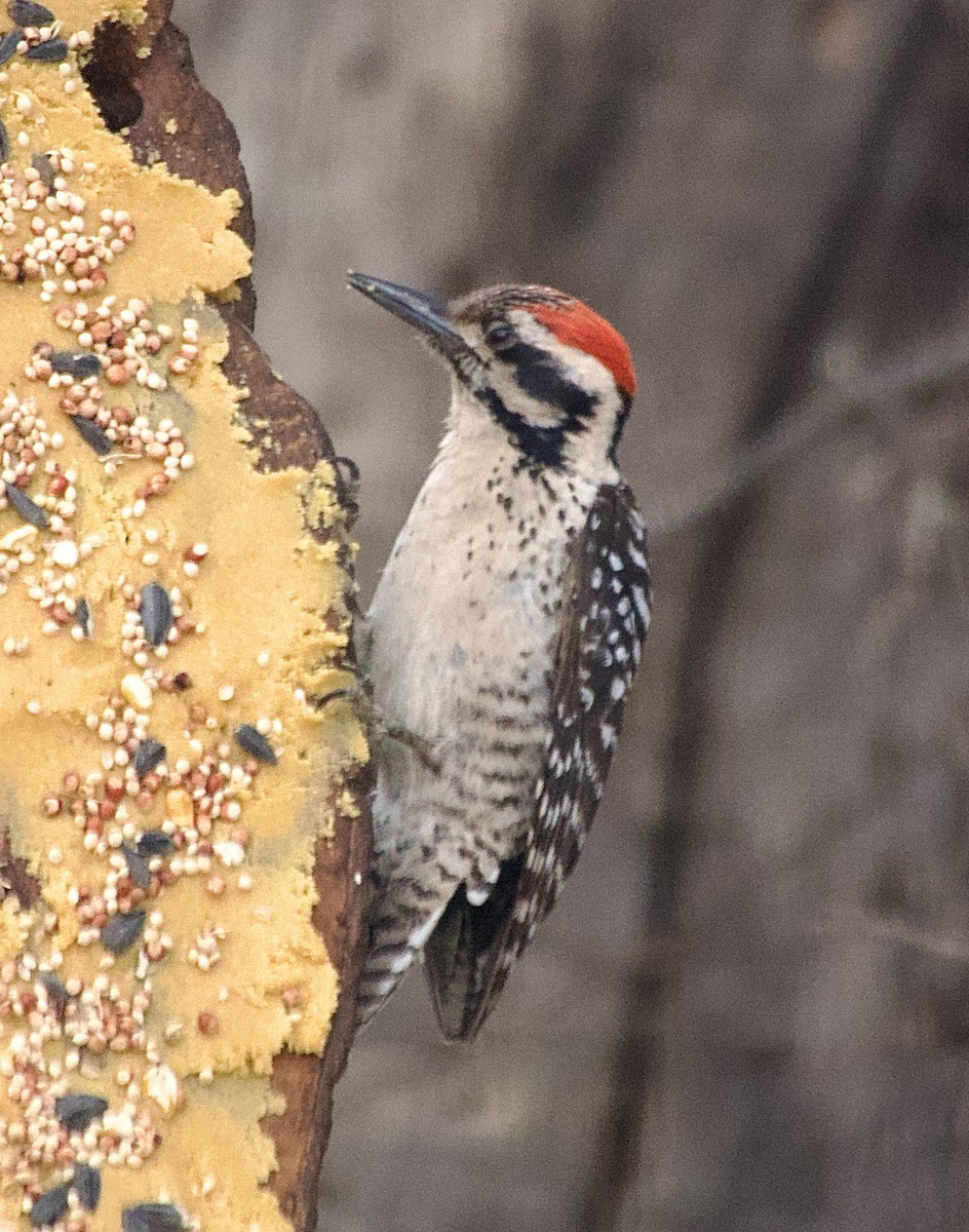 Ladder-backed Woodpecker - ML618052956