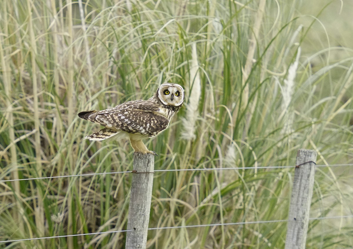 Short-eared Owl - ML618052957