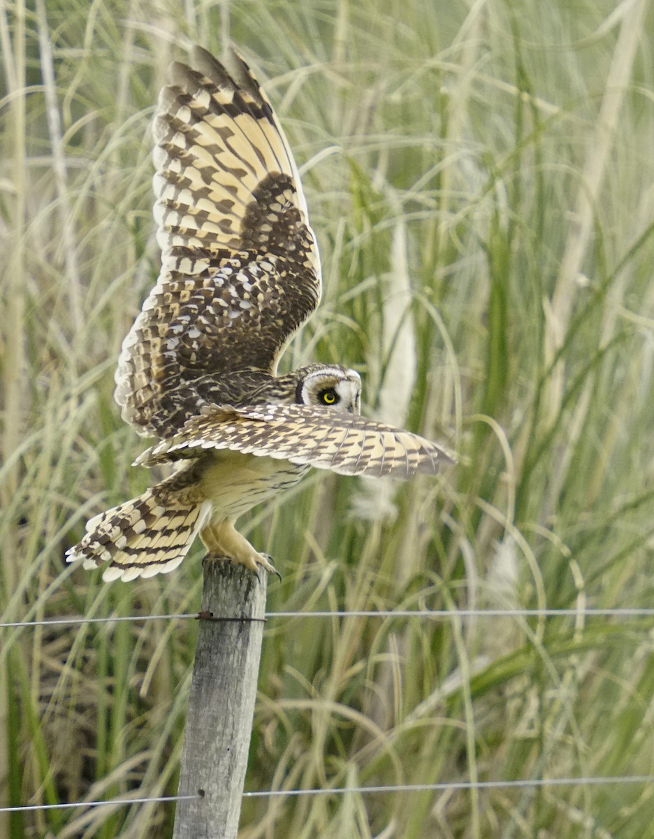 Short-eared Owl - ML618052958