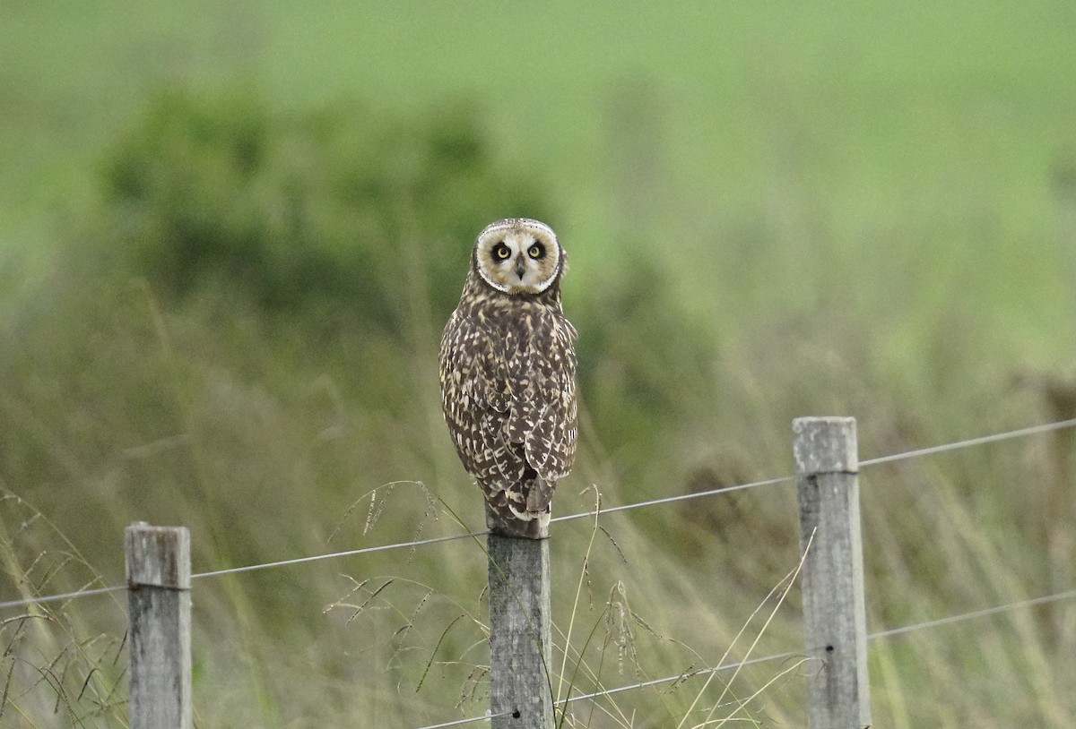 Short-eared Owl - ML618052961