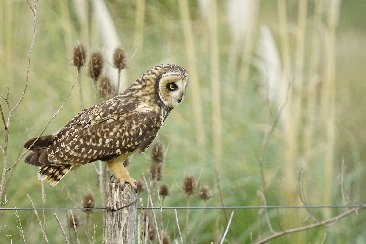 Short-eared Owl - ML618052963