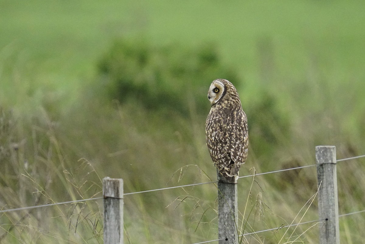 Short-eared Owl - ML618052967
