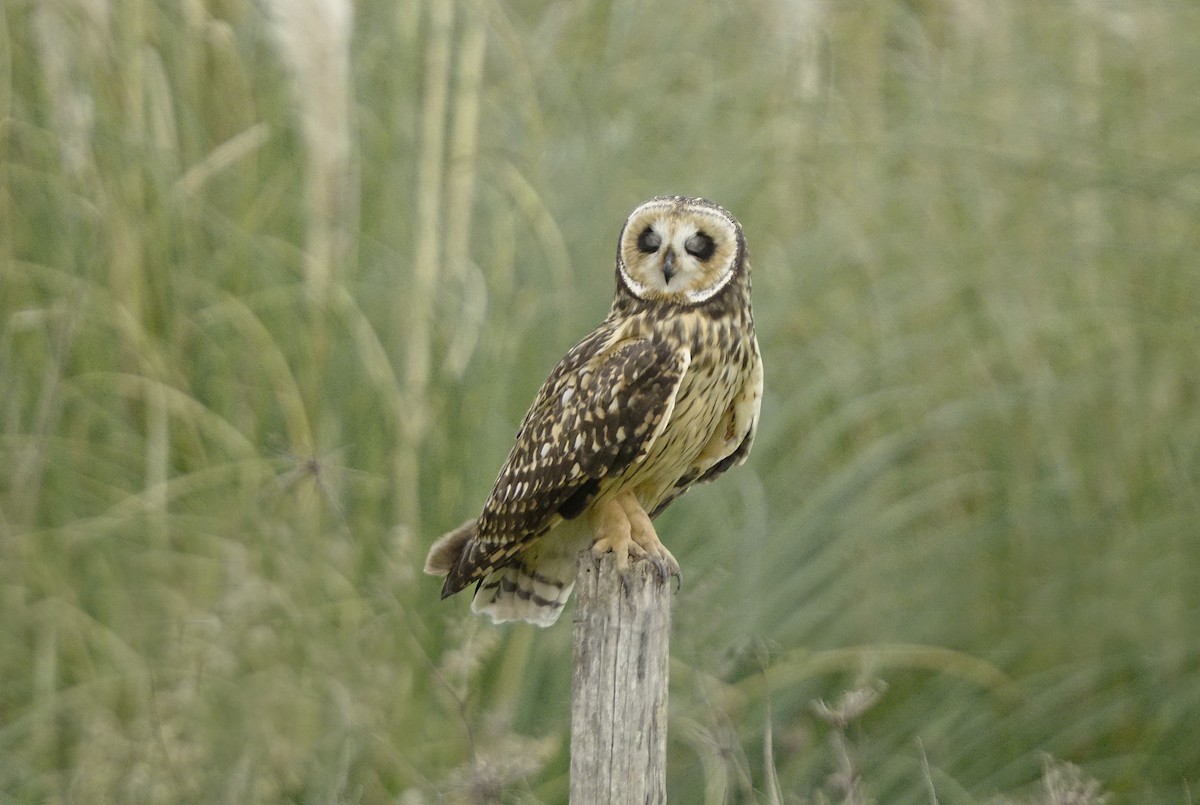 Short-eared Owl - ML618052968