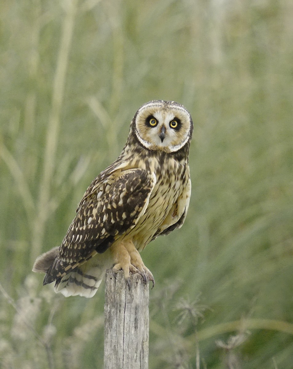 Short-eared Owl - ML618052969