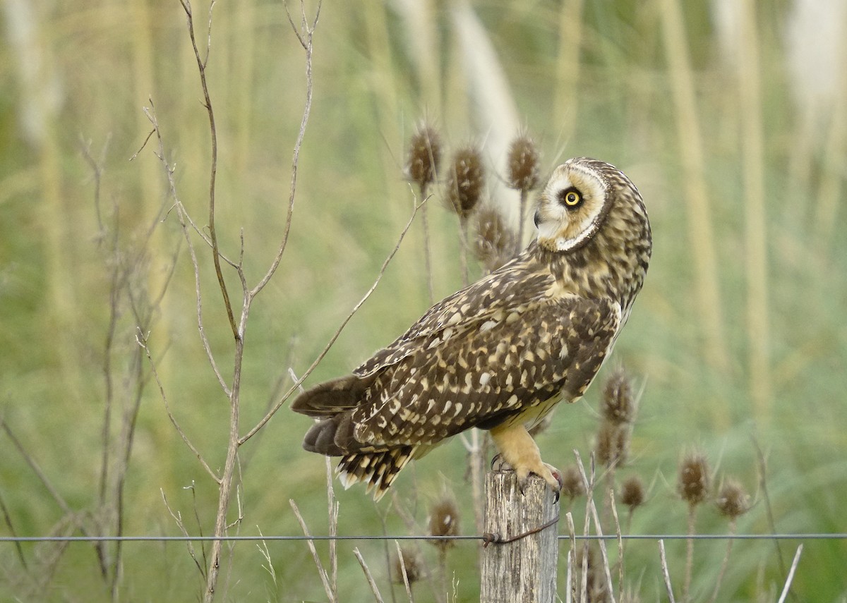 Short-eared Owl - ML618052971