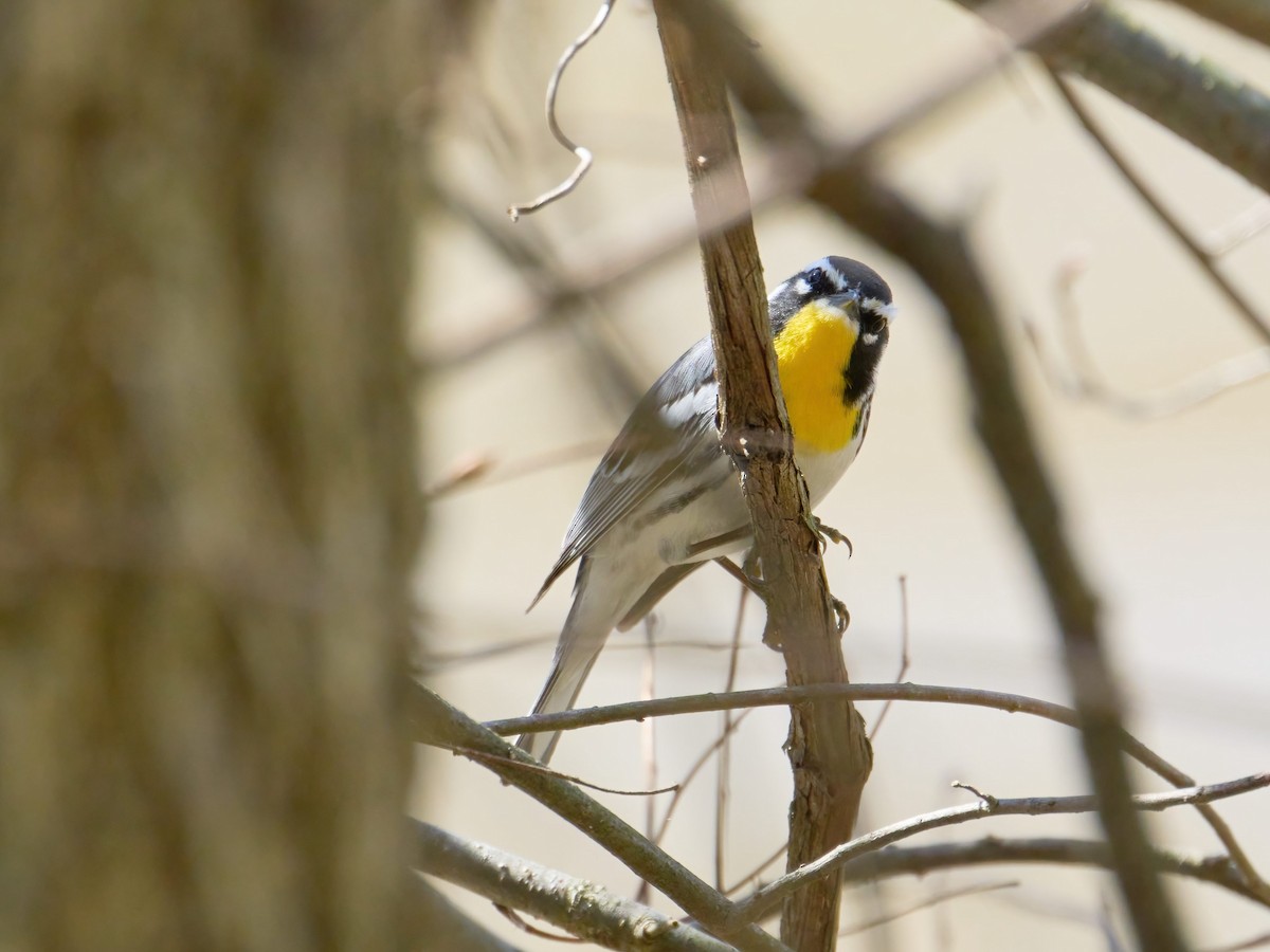 Yellow-throated Warbler - ML618052995