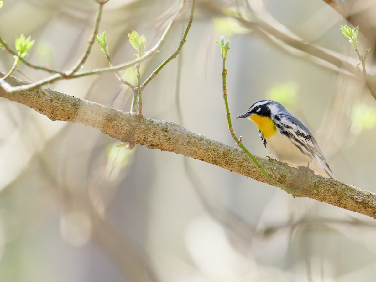 Yellow-throated Warbler - ML618053002