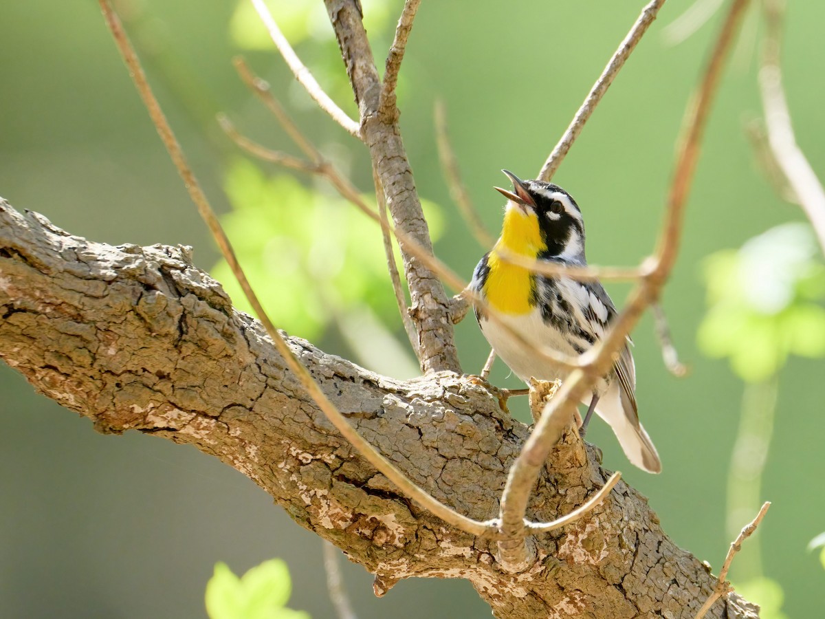 Yellow-throated Warbler - ML618053005