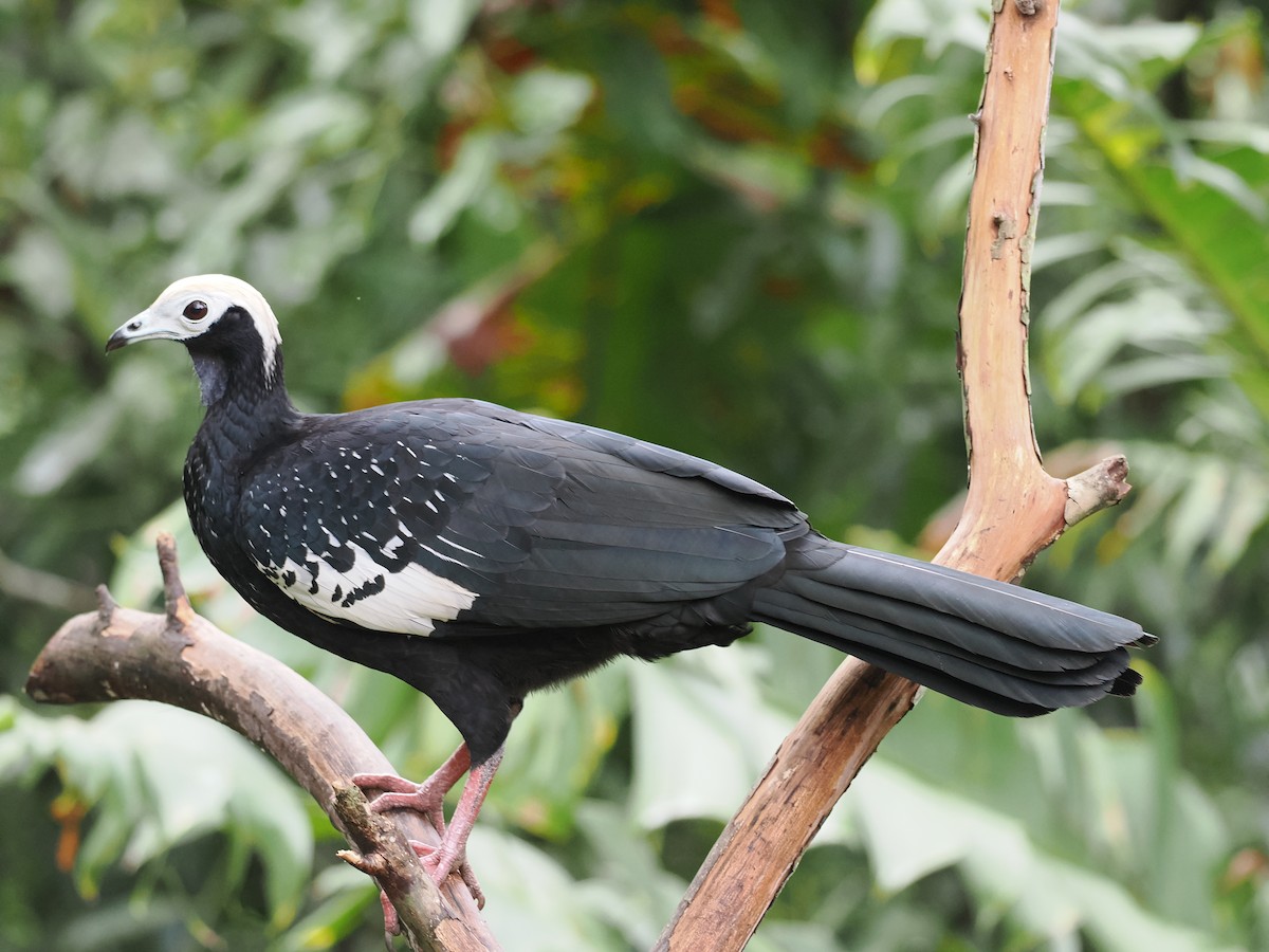 Blue-throated Piping-Guan - ML618053016