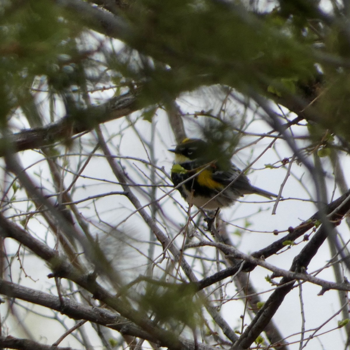 Yellow-rumped Warbler - ML618053038
