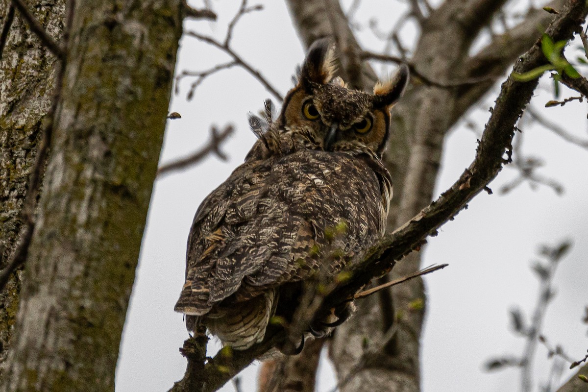 Great Horned Owl - ML618053063