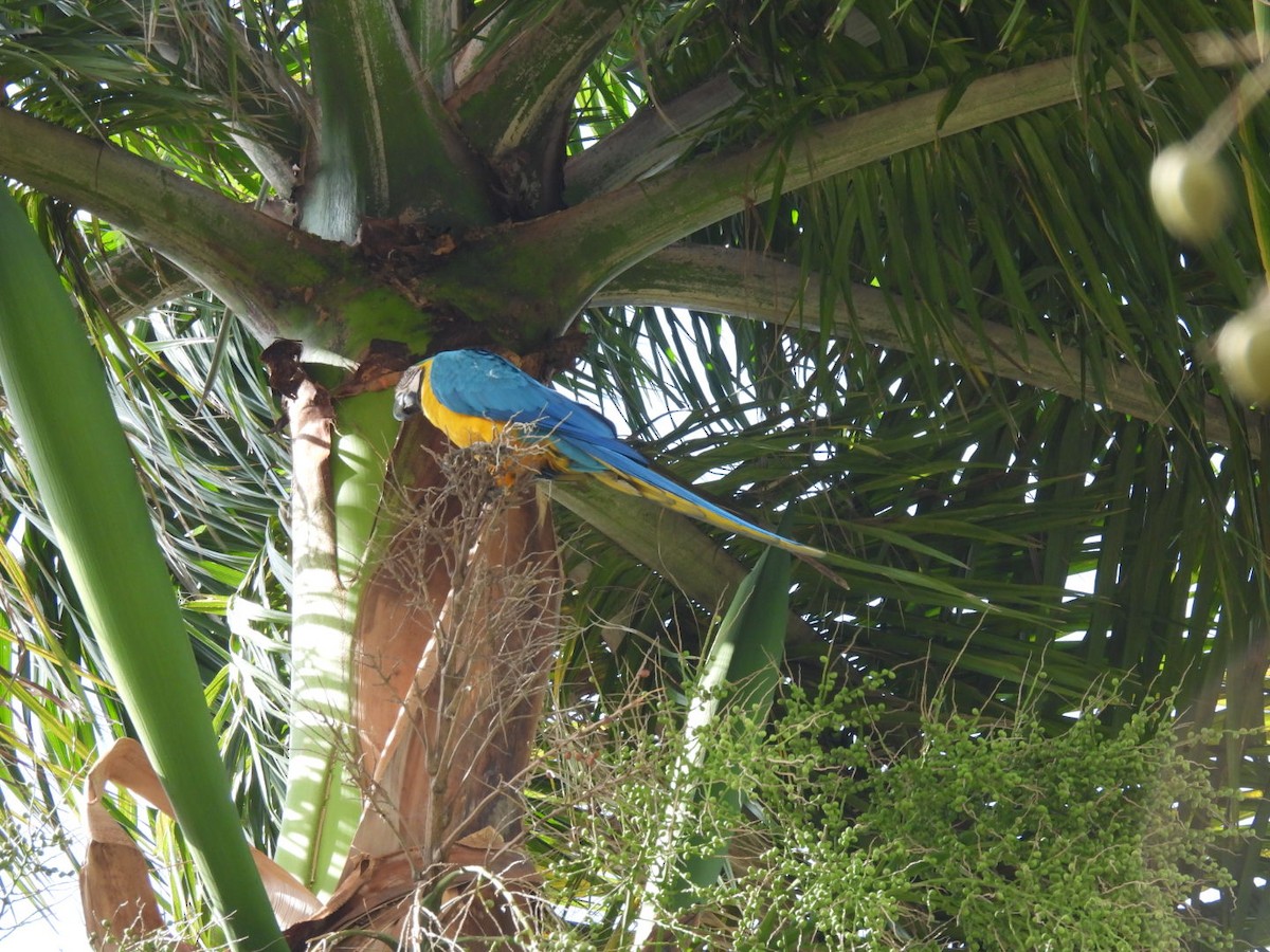 Blue-and-yellow Macaw - ML618053079