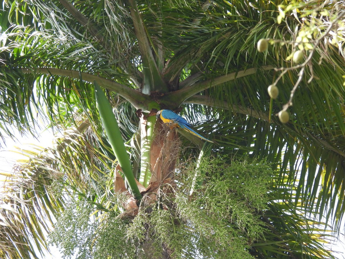 Blue-and-yellow Macaw - Vikki Jones