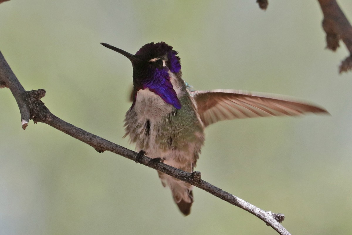 Costa's Hummingbird - ML618053094