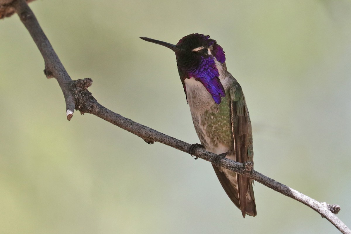 Costa's Hummingbird - ML618053095