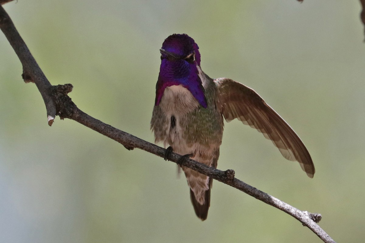 Costa's Hummingbird - ML618053096