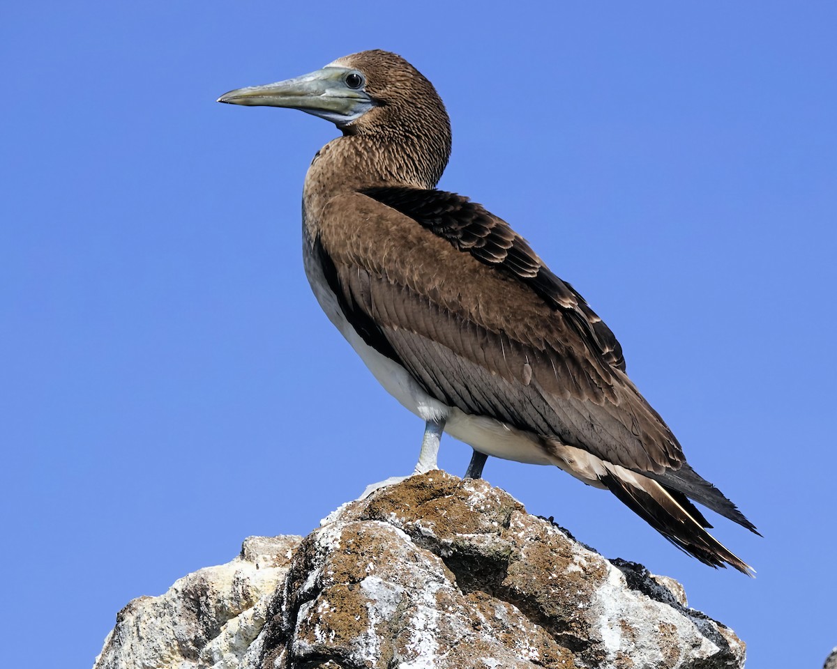 Blue-footed Booby - Marie Ostrander