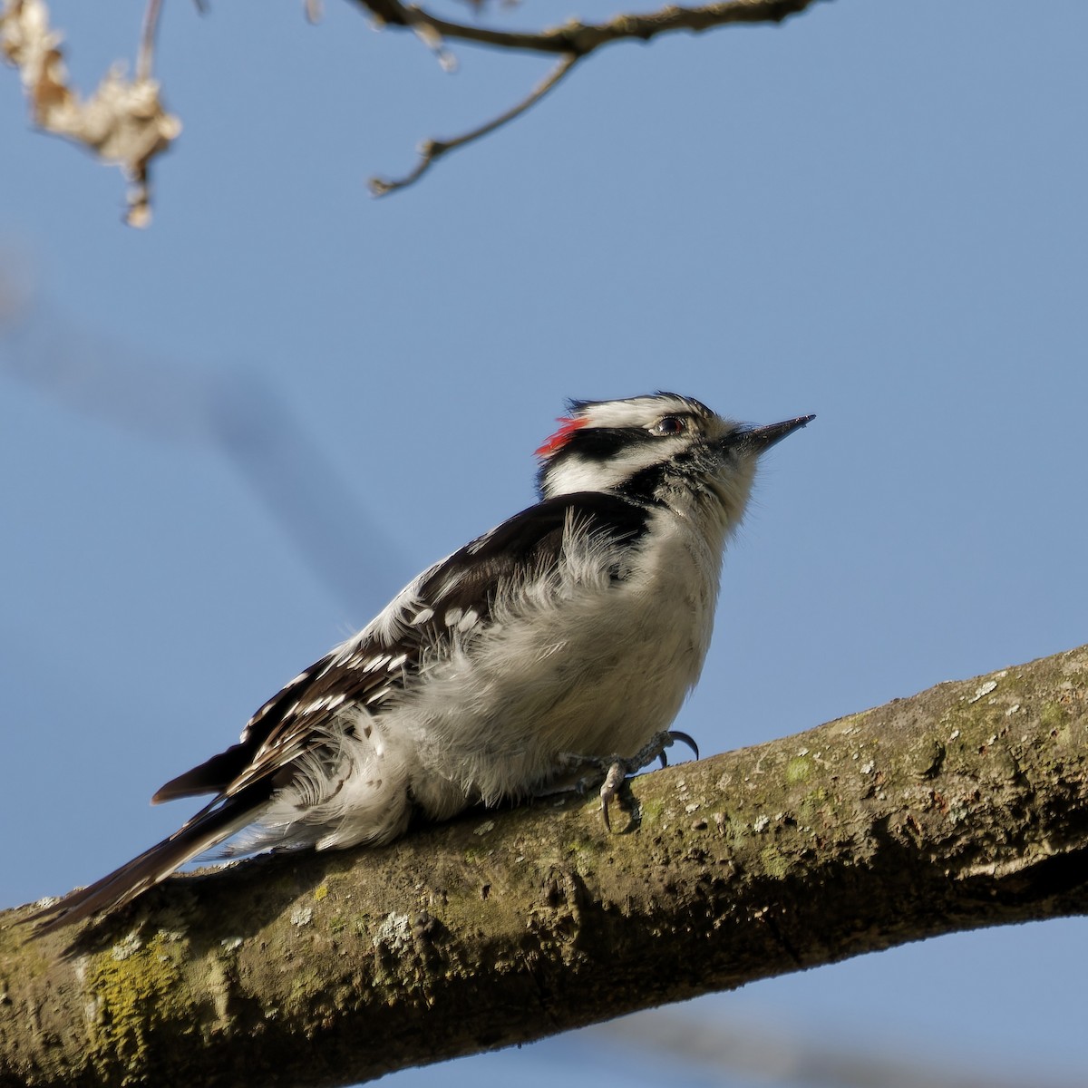 Downy Woodpecker - ML618053130