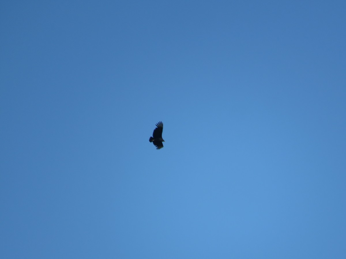 Black Vulture - ML618053167