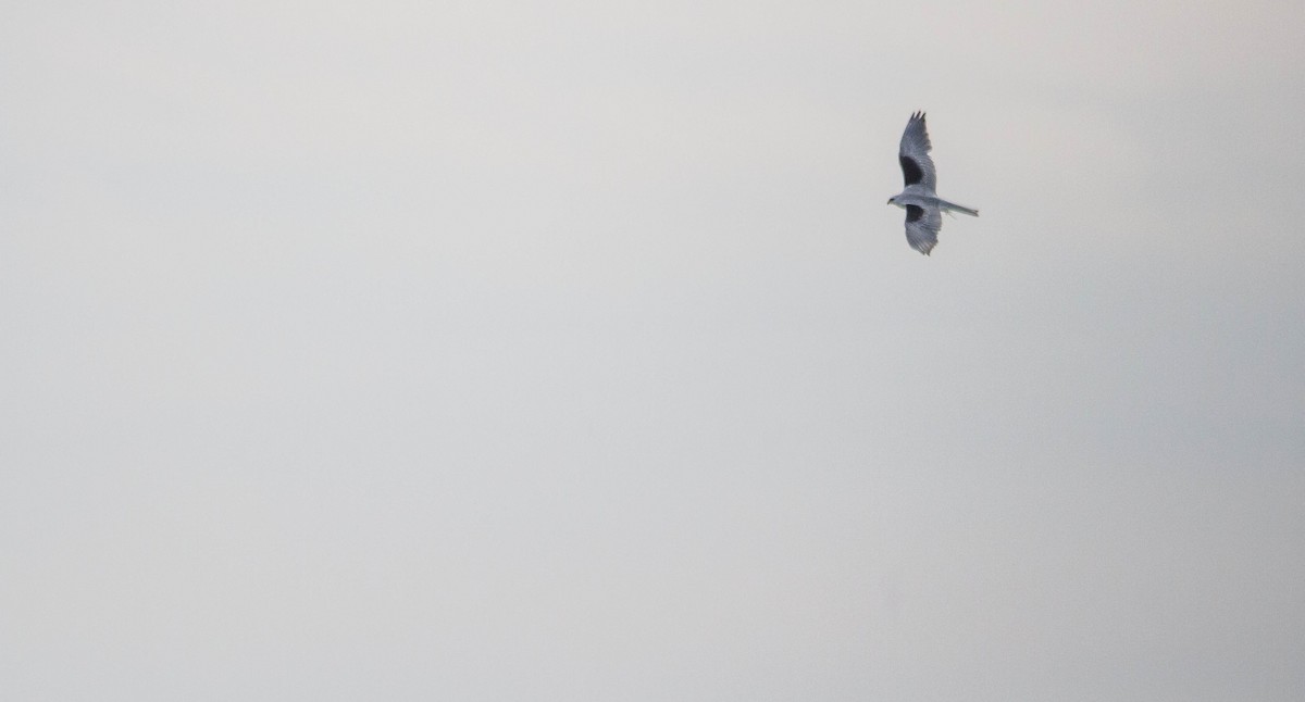 White-tailed Kite - ML618053177