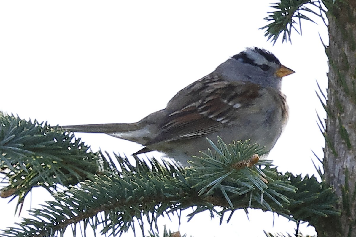 White-crowned Sparrow - David Forinash
