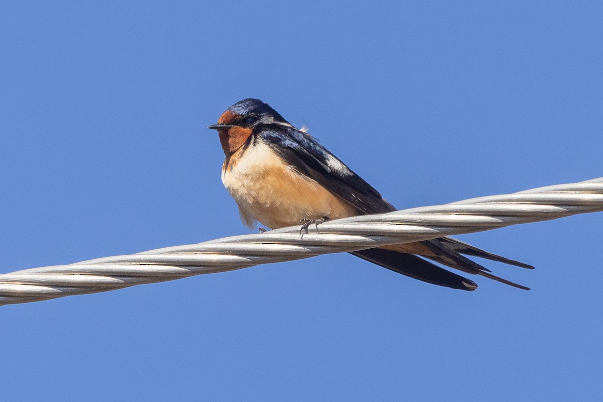 Barn Swallow - Lyall Bouchard