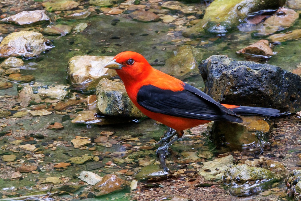 Scarlet Tanager - ML618053237