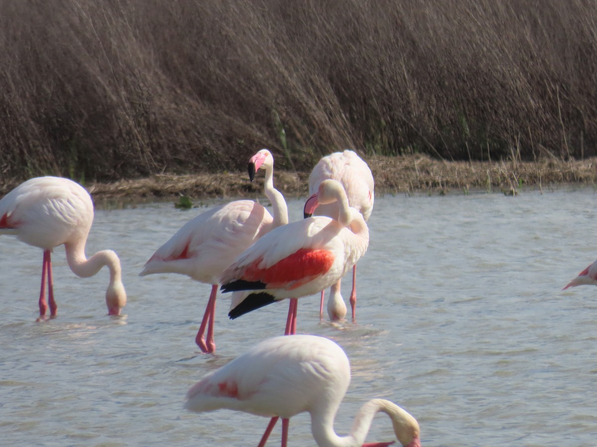 Greater Flamingo - ML618053262