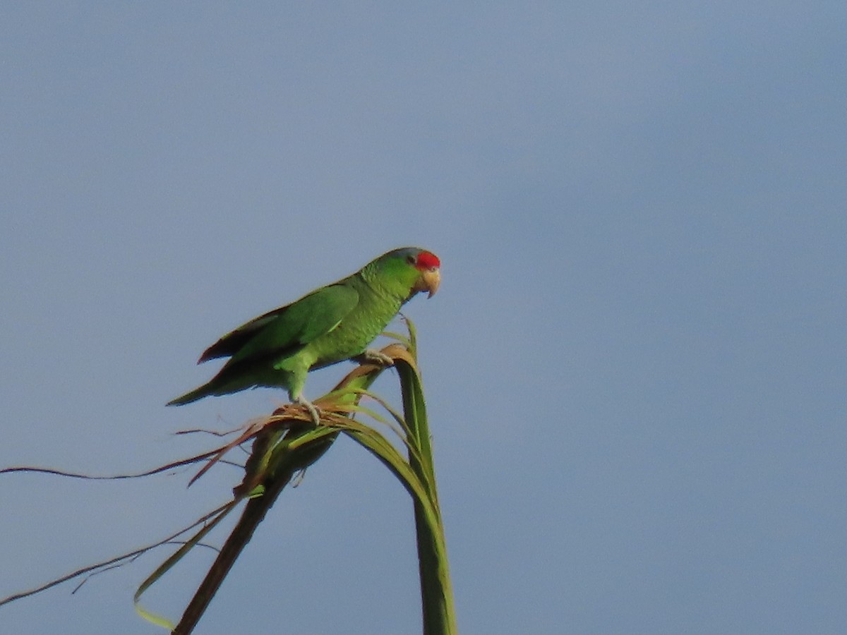 Lilac-crowned Parrot - ML618053264