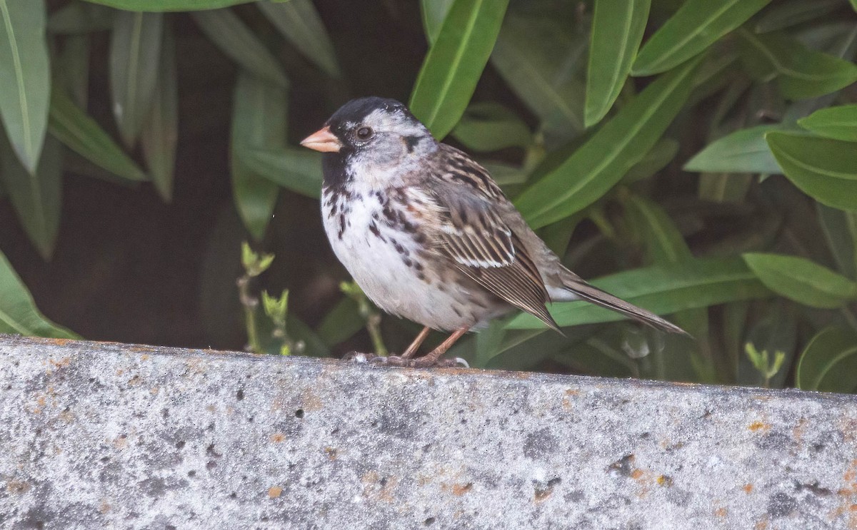 Harris's Sparrow - ML618053267