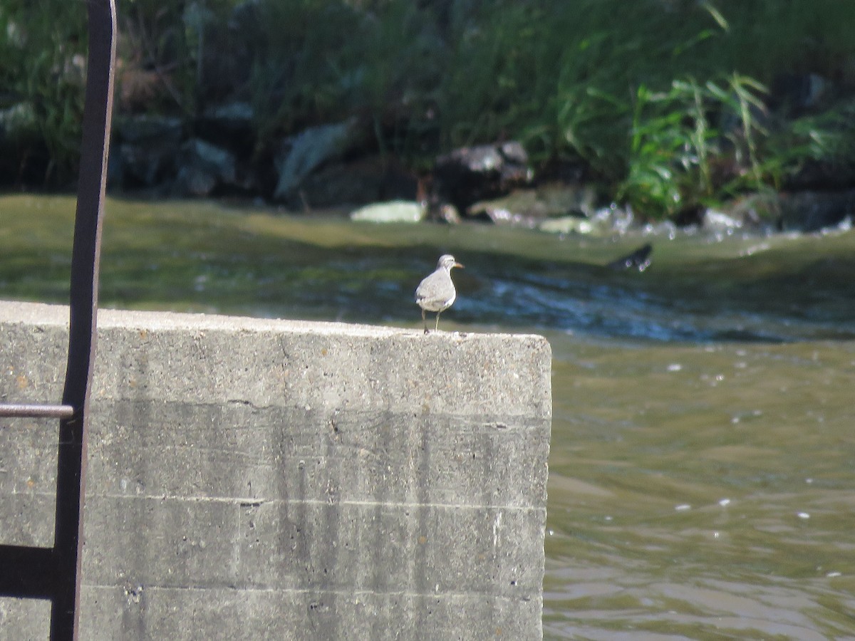 Spotted Sandpiper - Curtis Mahon