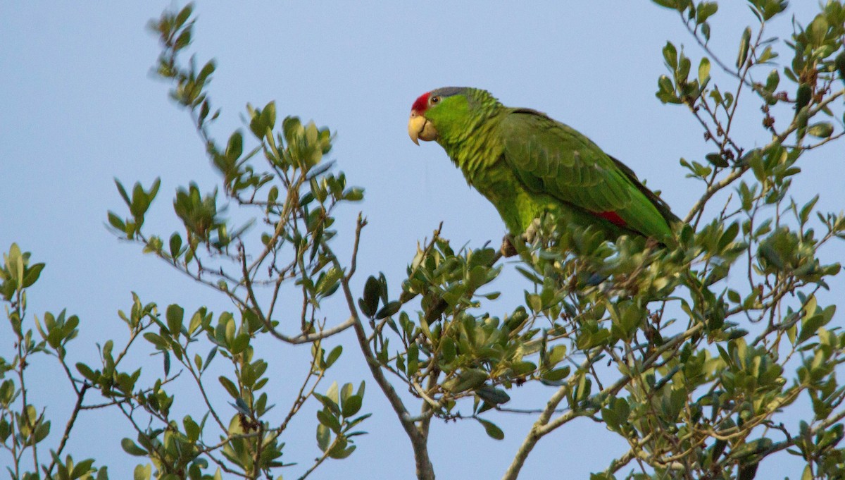 Red-crowned Parrot - Nathan Tea