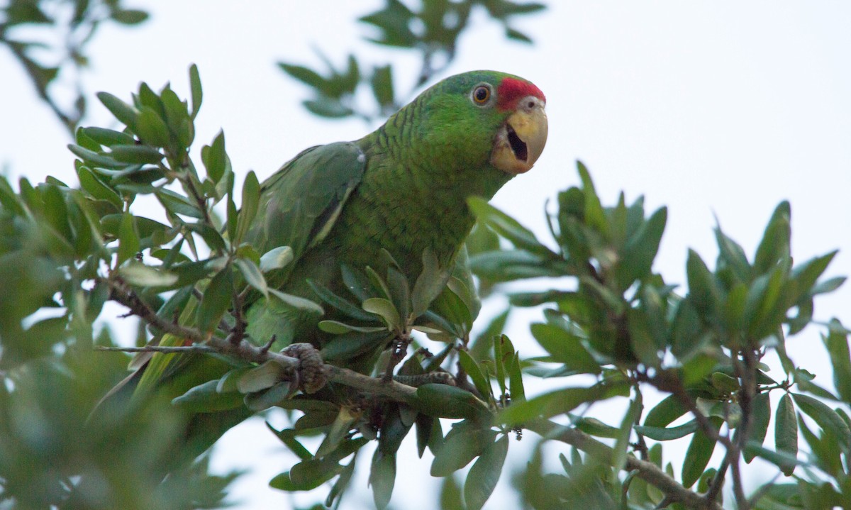 Red-crowned Parrot - Nathan Tea