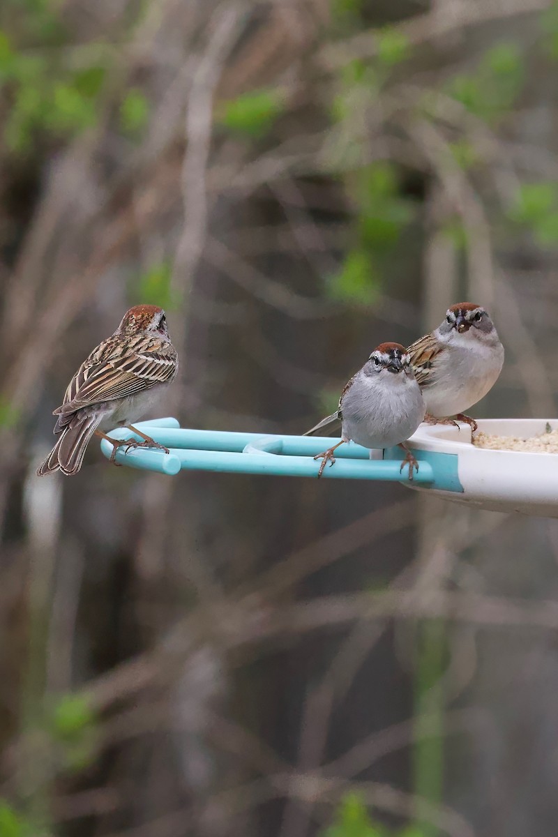 Chipping Sparrow - ML618053292
