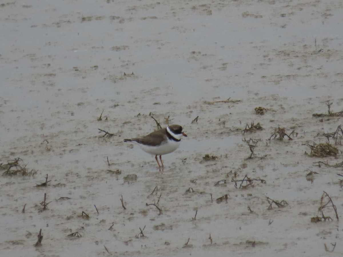 Semipalmated Plover - ML618053296