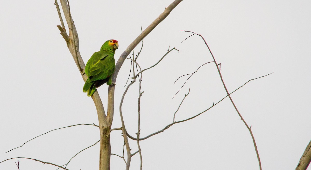 Red-lored Parrot - Nathan Tea