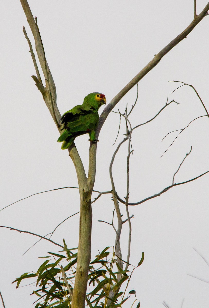 Red-lored Parrot - ML618053298