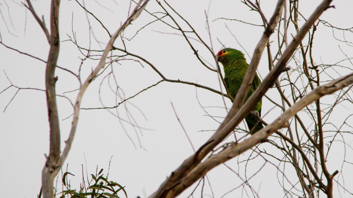 Red-lored Parrot - ML618053299