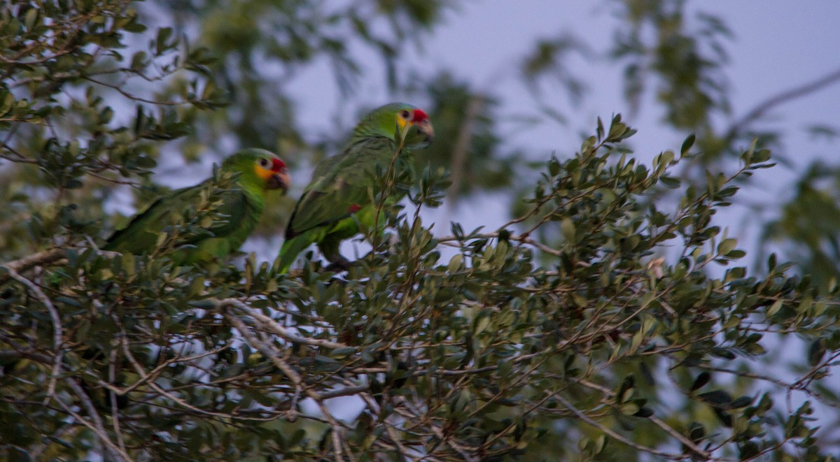 Red-lored Parrot - Nathan Tea